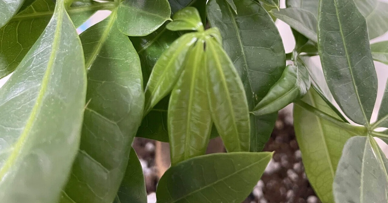 植物シリーズ②｜パキラちゃんピンチ？｜パキラちゃんの未来の姿は？AI