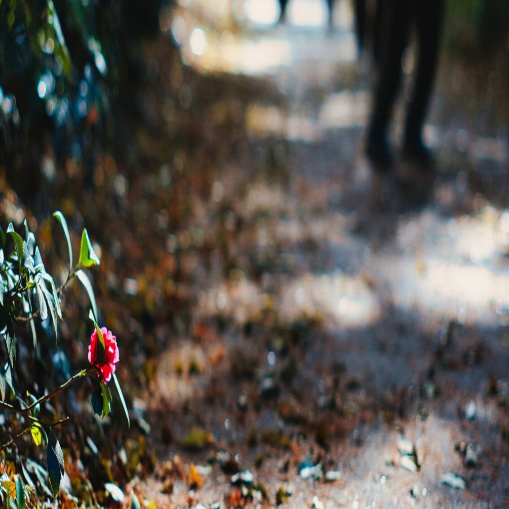 SONY NEX‐6 × Super-Takumar 55mm F1.8 』オールドミラーレス×オールド