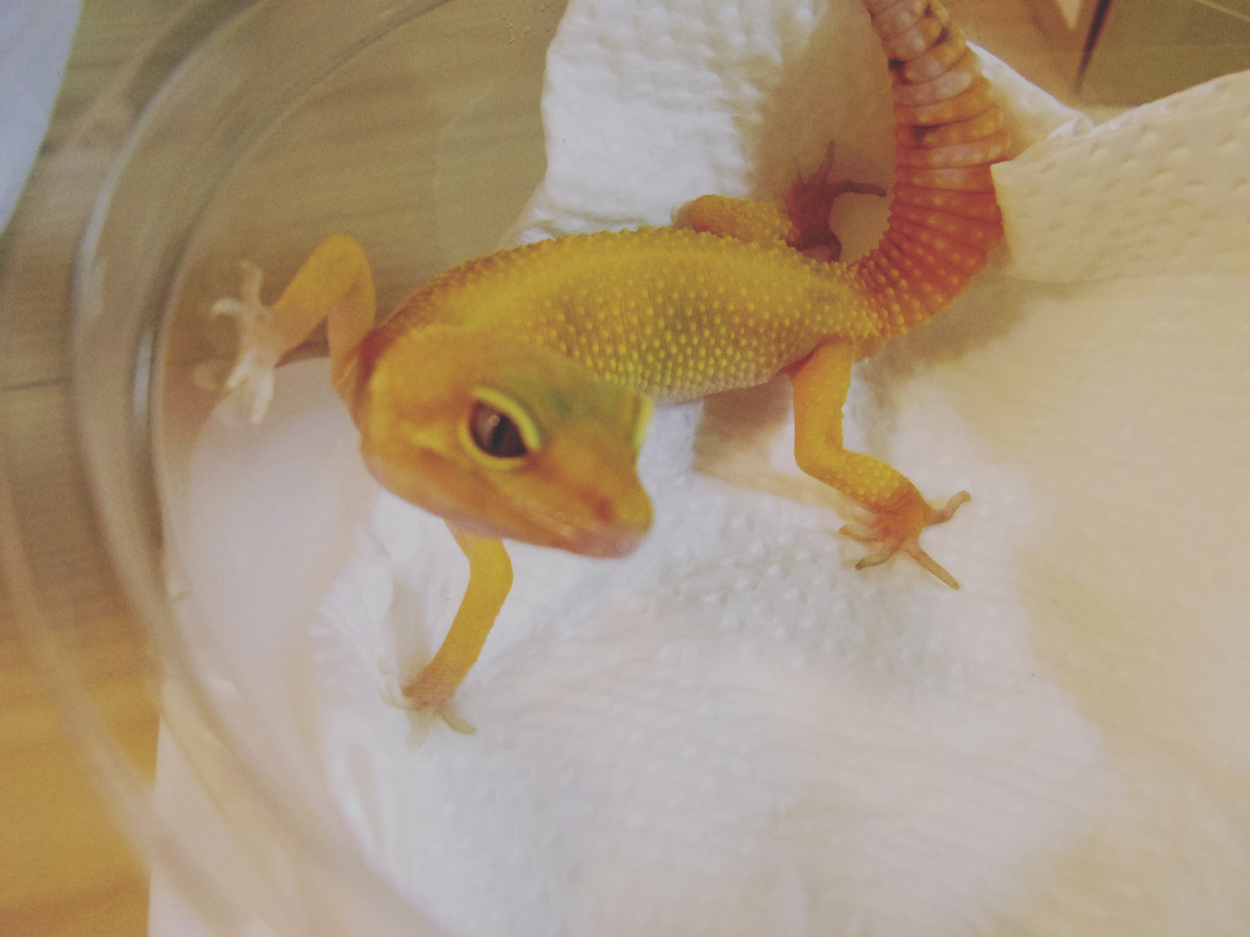 レオパを飼うために爬虫類専門店へ まるひ Note レオパを飼うために爬虫類専門店へ まるひ Note