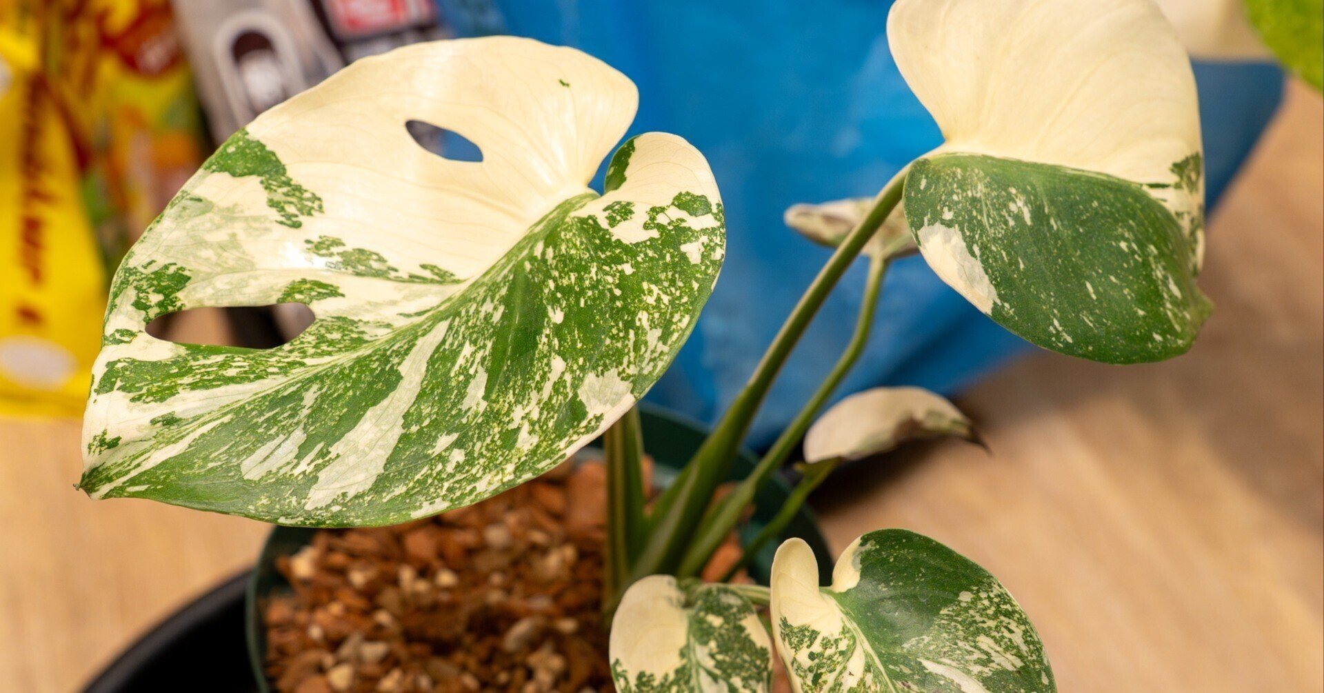 モンステラ・デリシオーサ・タイコンステレーション⑫の成長記録 モンステラ・デリシオーサ・タイコンステレーション⑫の成長記録