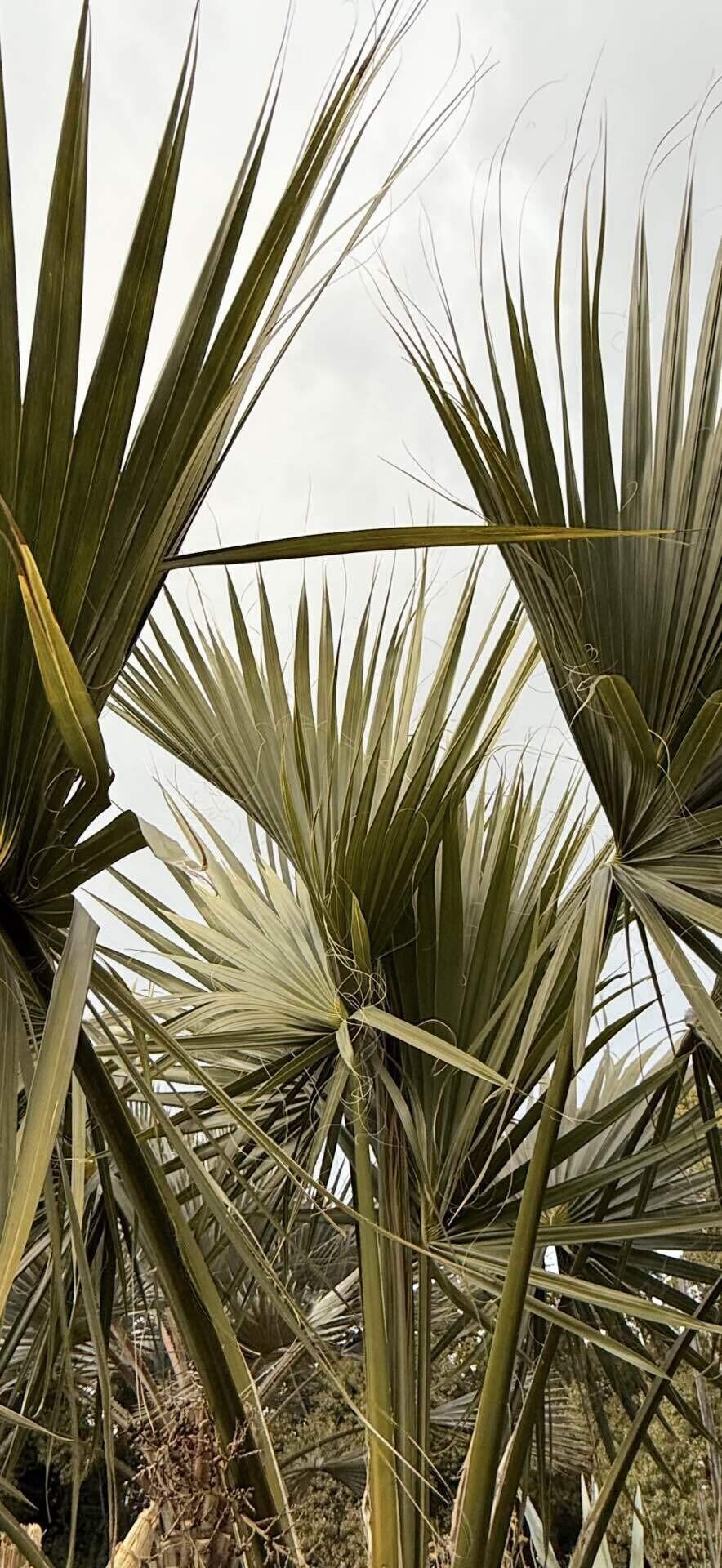 サバルヤシ ファンリーフのシルエット美の世界｜EGGSEED