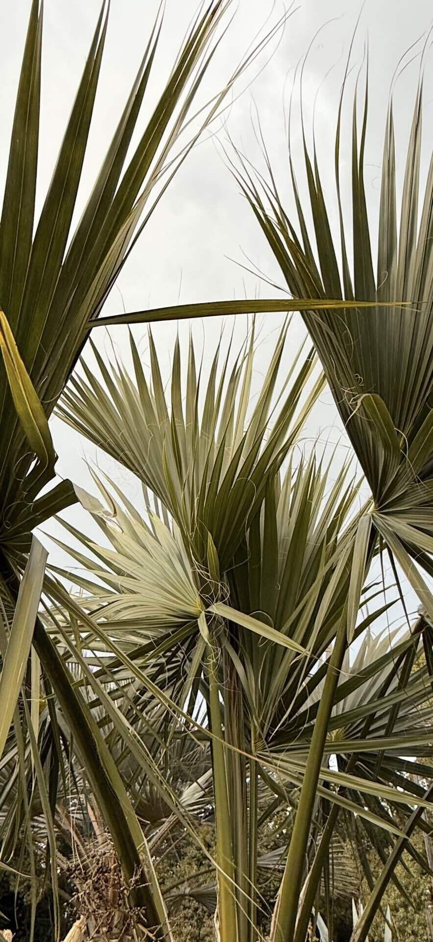 サバルヤシ ファンリーフのシルエット美の世界｜EGGSEED