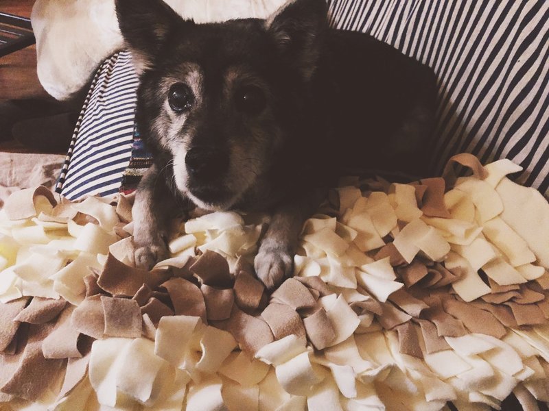 犬の認知症予防で買った もこもこマット がもたらした思わぬ効果 4 12の日記 猫と沖田 Note