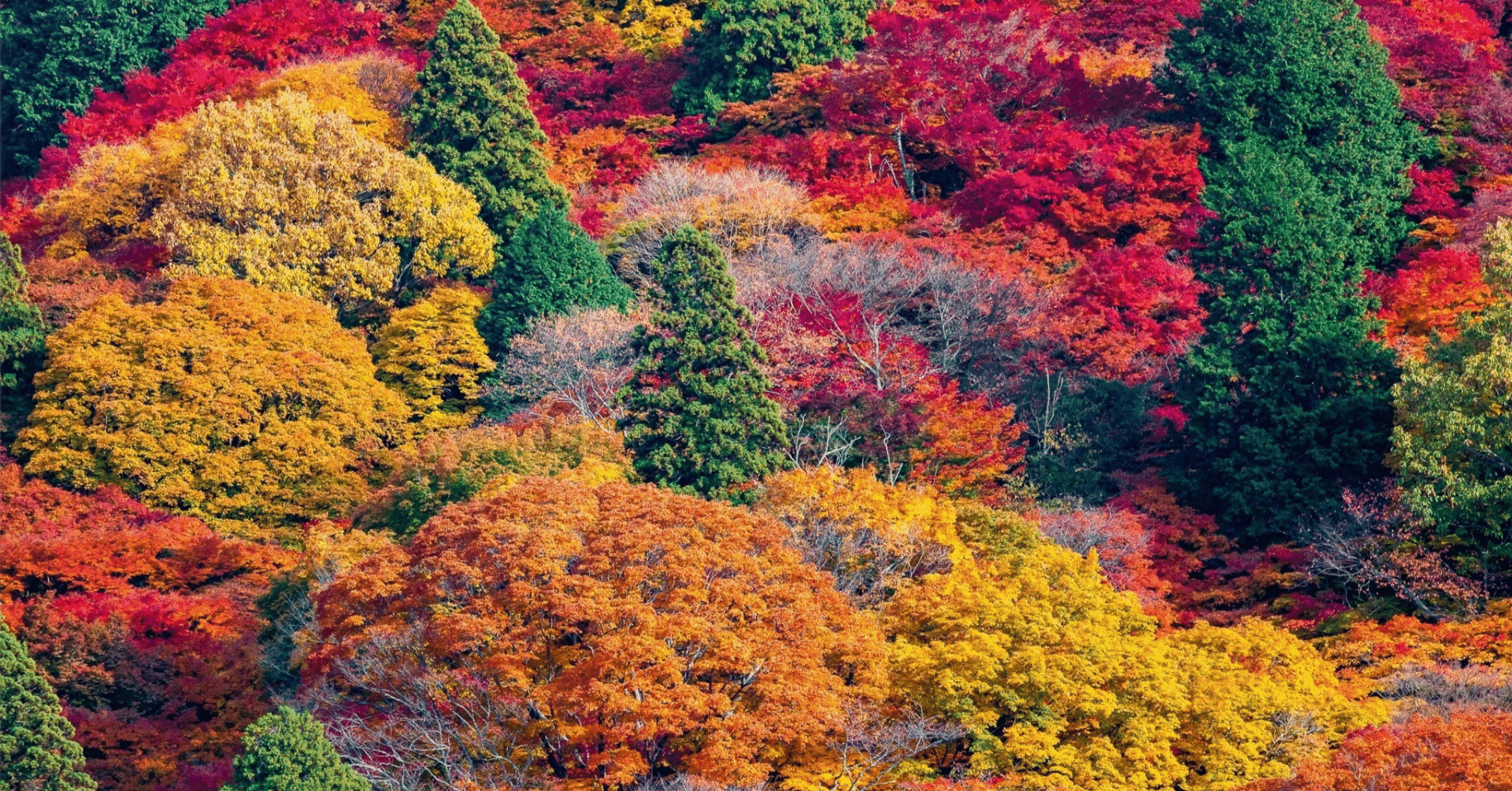 今年は紅葉🍁いいね✨（秋らしい）｜Maka