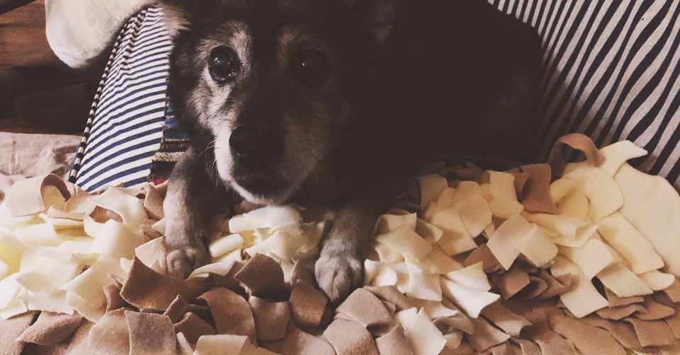 犬の認知症予防で買った もこもこマット がもたらした思わぬ効果 4 12の日記 猫と沖田 Neko Toki ネコトキ Note