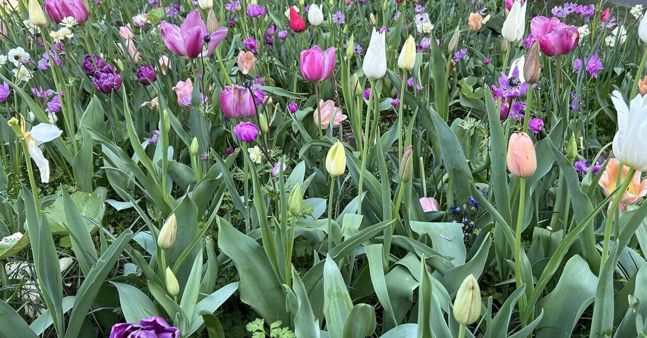 Macのライブ変換|layla