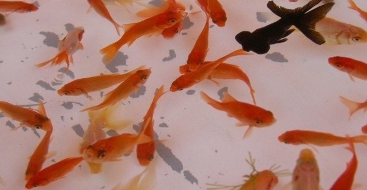 金魚すくい Nyima Note 金魚すくい Nyima Note