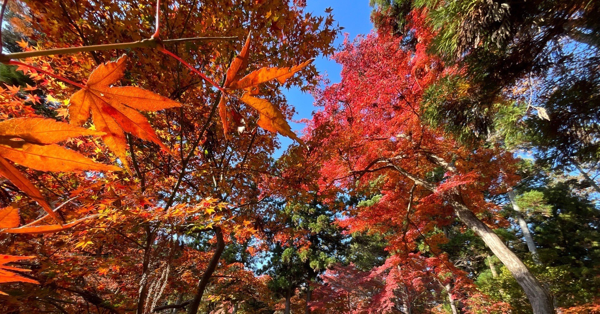 京都府立植物園の本格紅葉（7）：2025年11月30日（日）｜藤井秀昭
