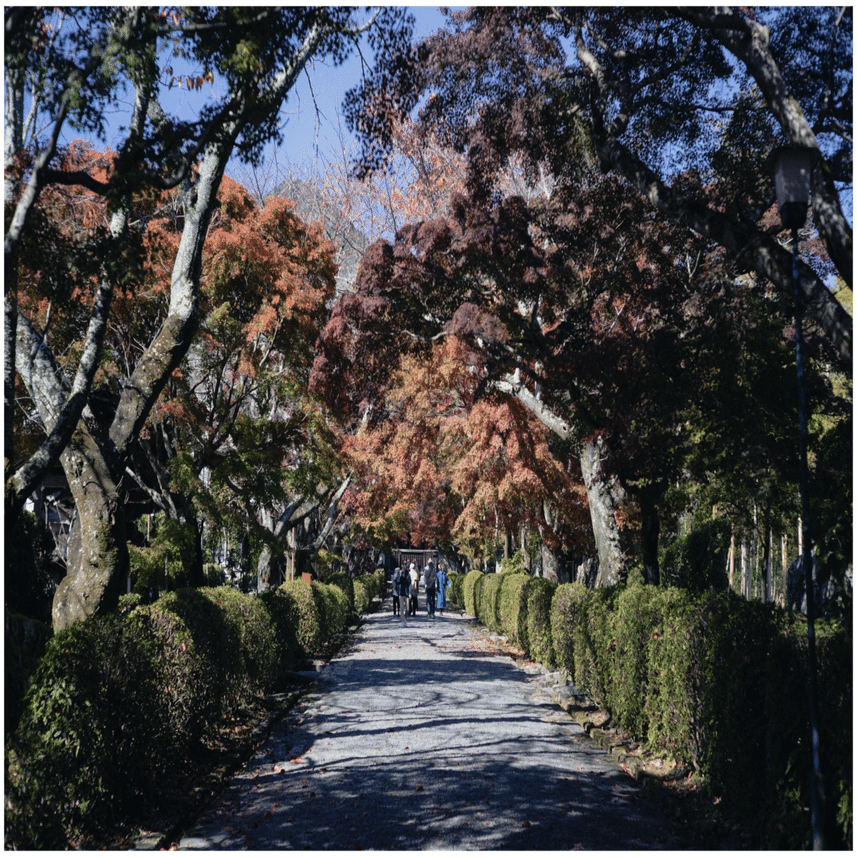 滋賀県 西教寺の紅葉｜Jun Watanabe