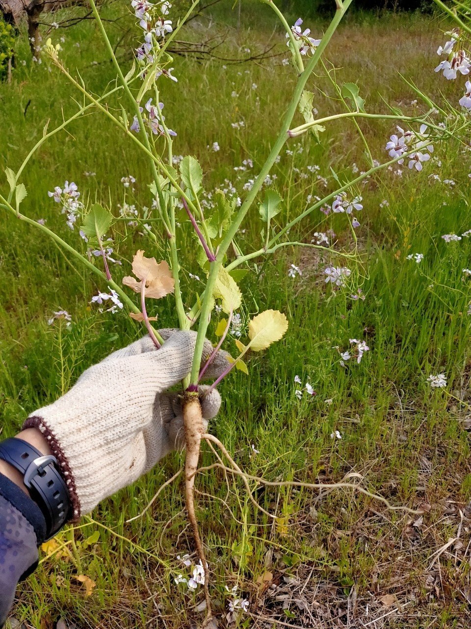 文系院卒は ついに野生の ハマダイコン を食す 唐崎翔太 島旅農園 ほとり Note 文系院卒は ついに野生の ハマダイコン を食す 唐崎翔太 島旅農園 ほとり Note