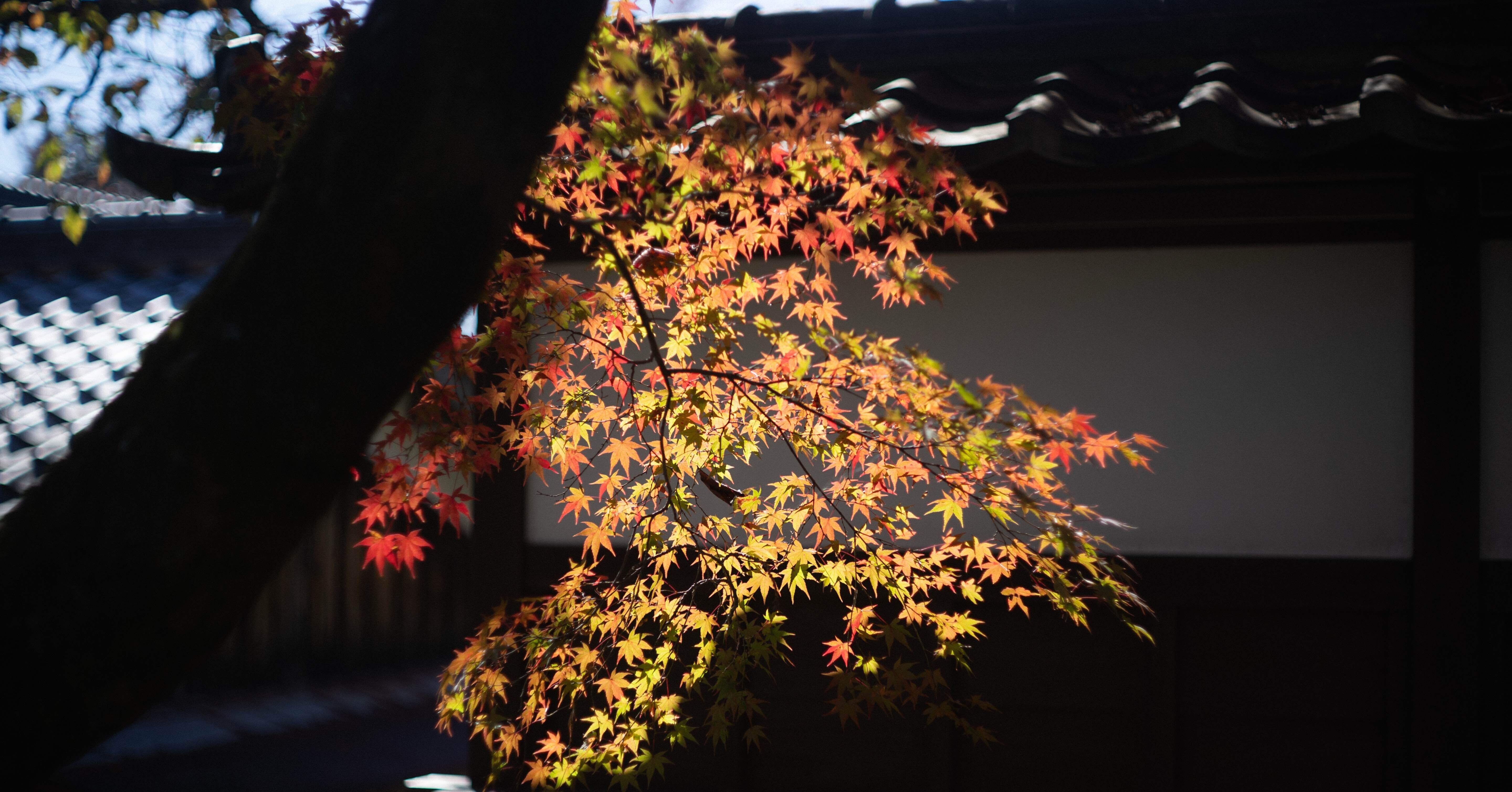 滋賀県 西教寺の紅葉｜Jun Watanabe