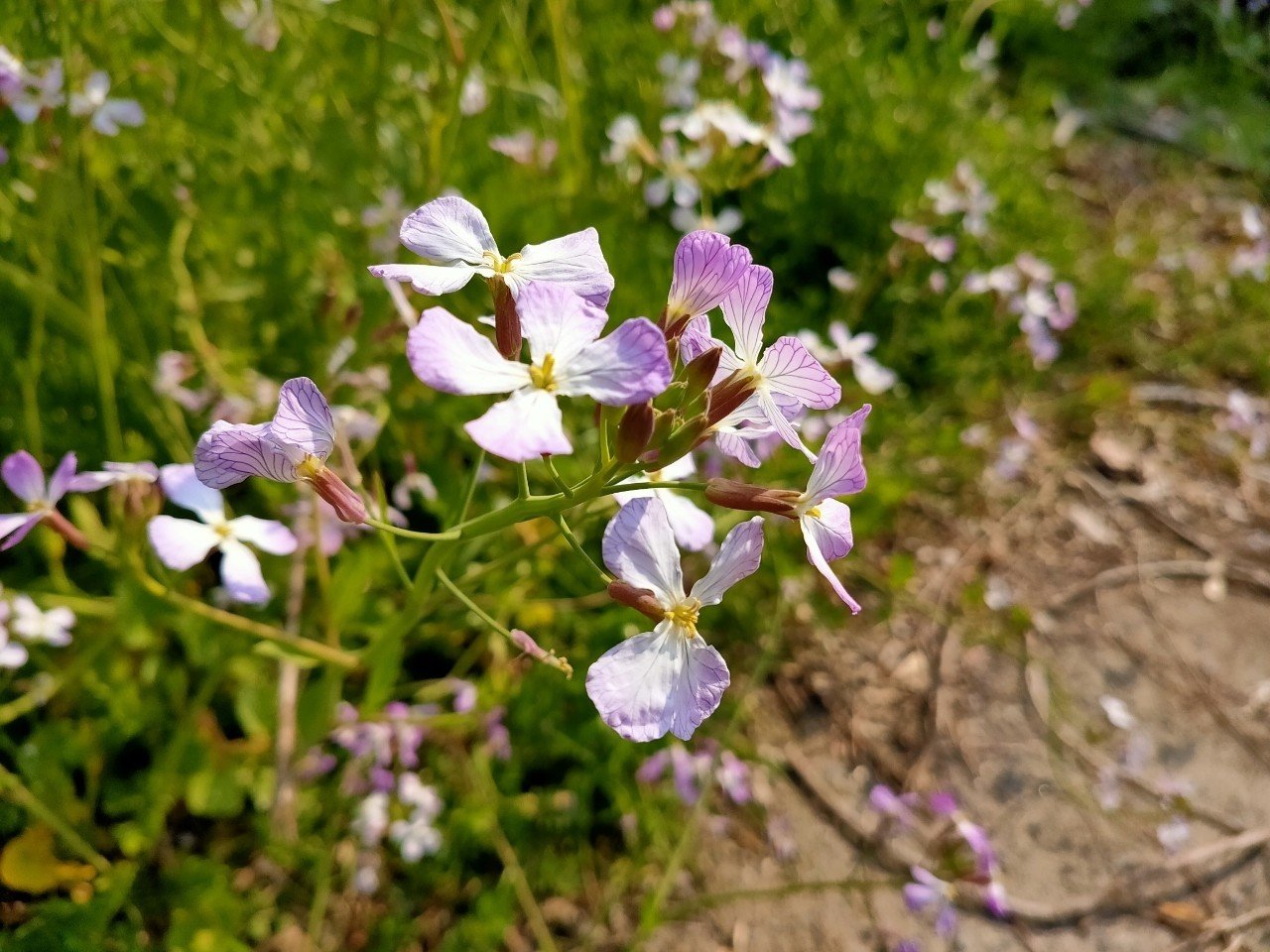 文系院卒は ついに野生の ハマダイコン を食す 唐崎翔太 島旅農園 ほとり Note 文系院卒は ついに野生の ハマダイコン を食す 唐崎翔太 島旅農園 ほとり Note