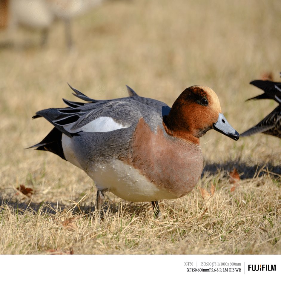 探鳥記録_2025-11末｜FUJIFILM X-T50 & XF150-600mm｜cap