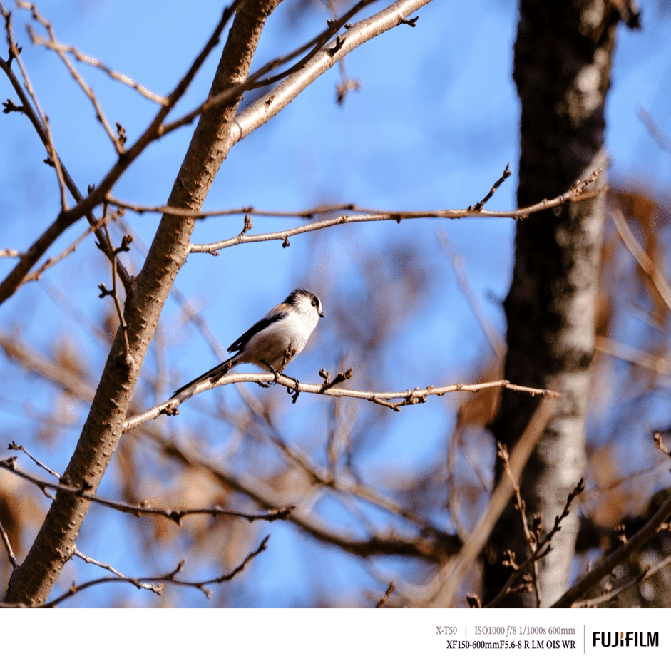 探鳥散歩_2025-11末｜FUJIFILM X-T50 & XF150-600mm｜cap