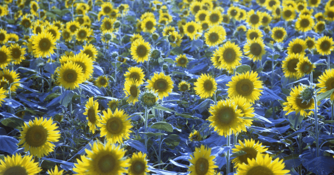 こんなテレビアニメを見た〜２０２５年（令和7）第３四半期〜夏篇｜山本みちお