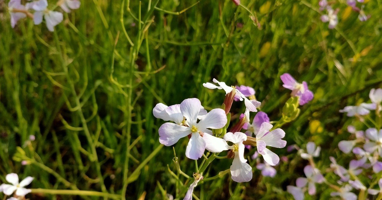 文系院卒は ついに野生の ハマダイコン を食す 唐崎翔太 島旅農園 ほとり Note 文系院卒は ついに野生の ハマダイコン を食す 唐崎翔太 島旅農園 ほとり Note