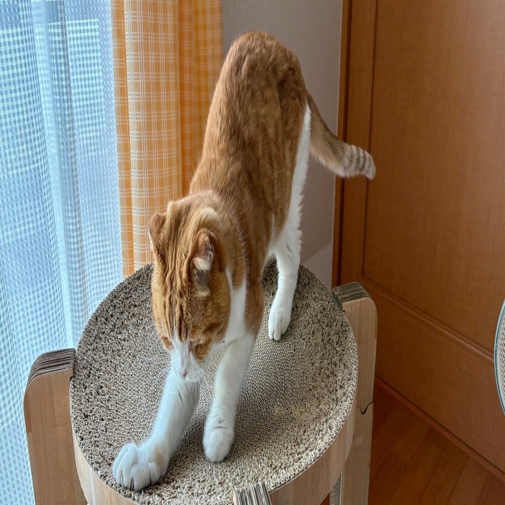 ねこさまの誕生日｜マネキネコ