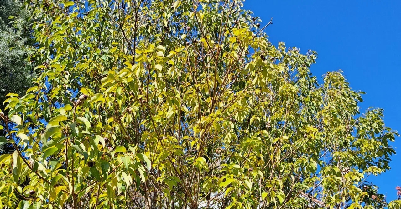 カシの木を育てませんか？｜Green Planet