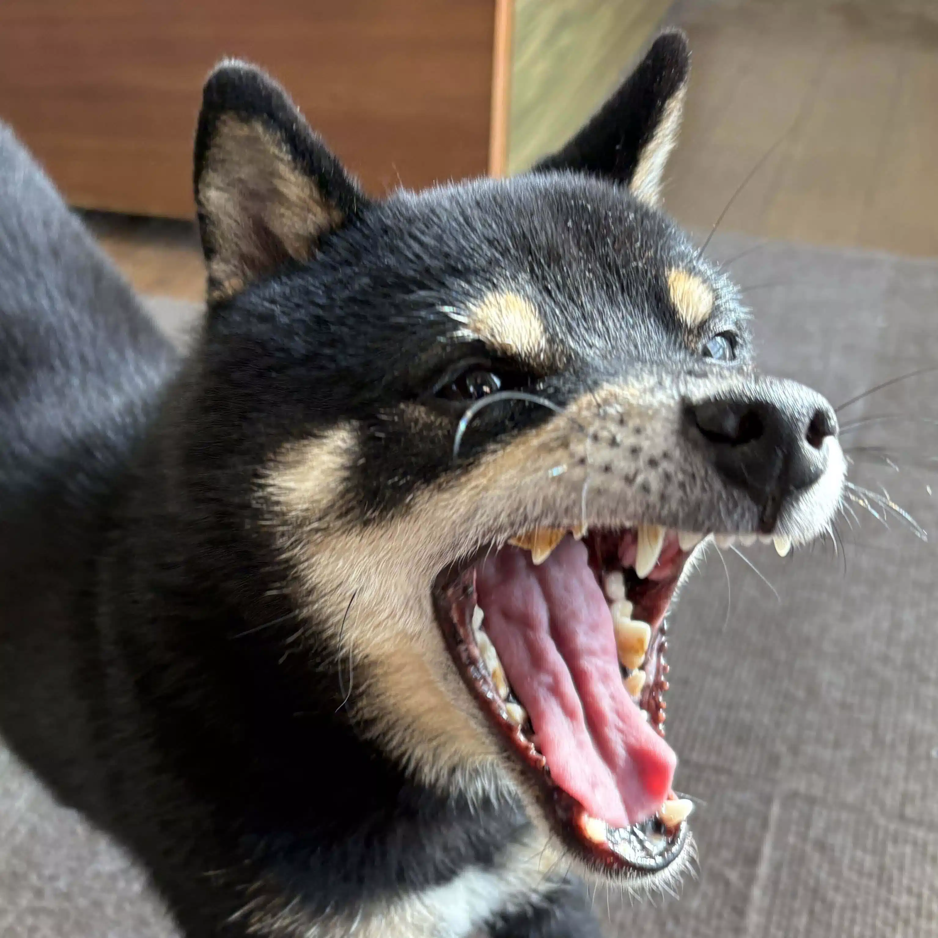 ちは