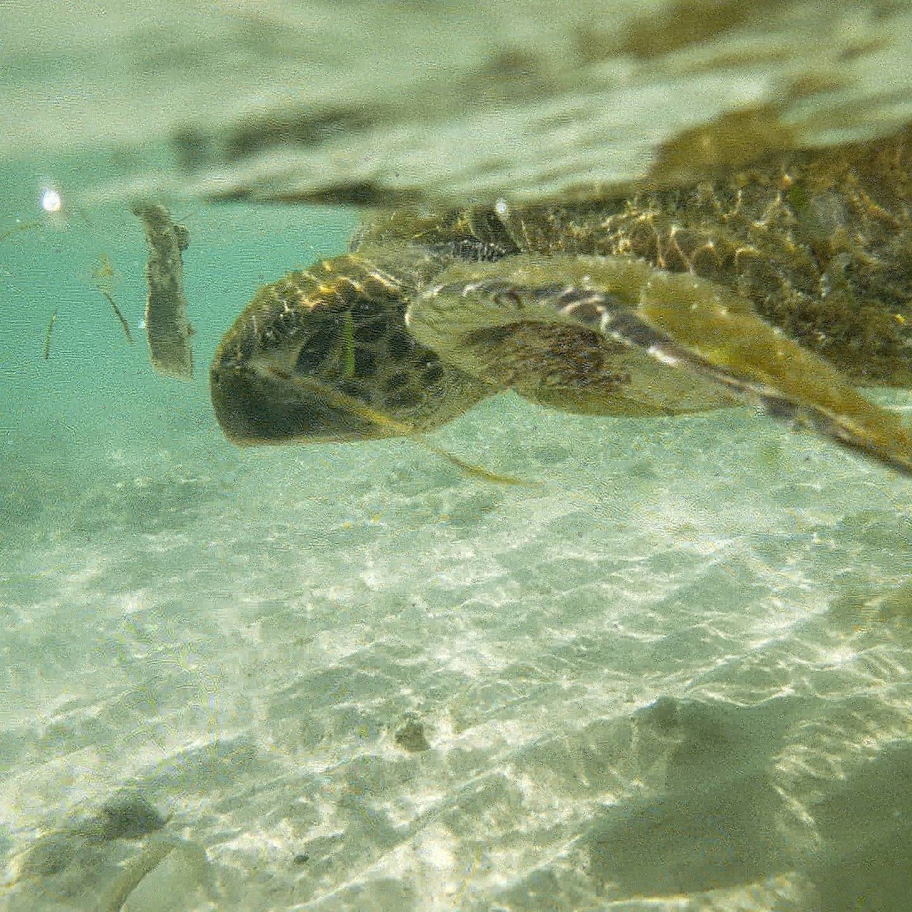 ウミガメを海で見つけましたよ 綺麗な海だけど 海もプラスチックゴミが流れてるんだよねー ふくらむ Note