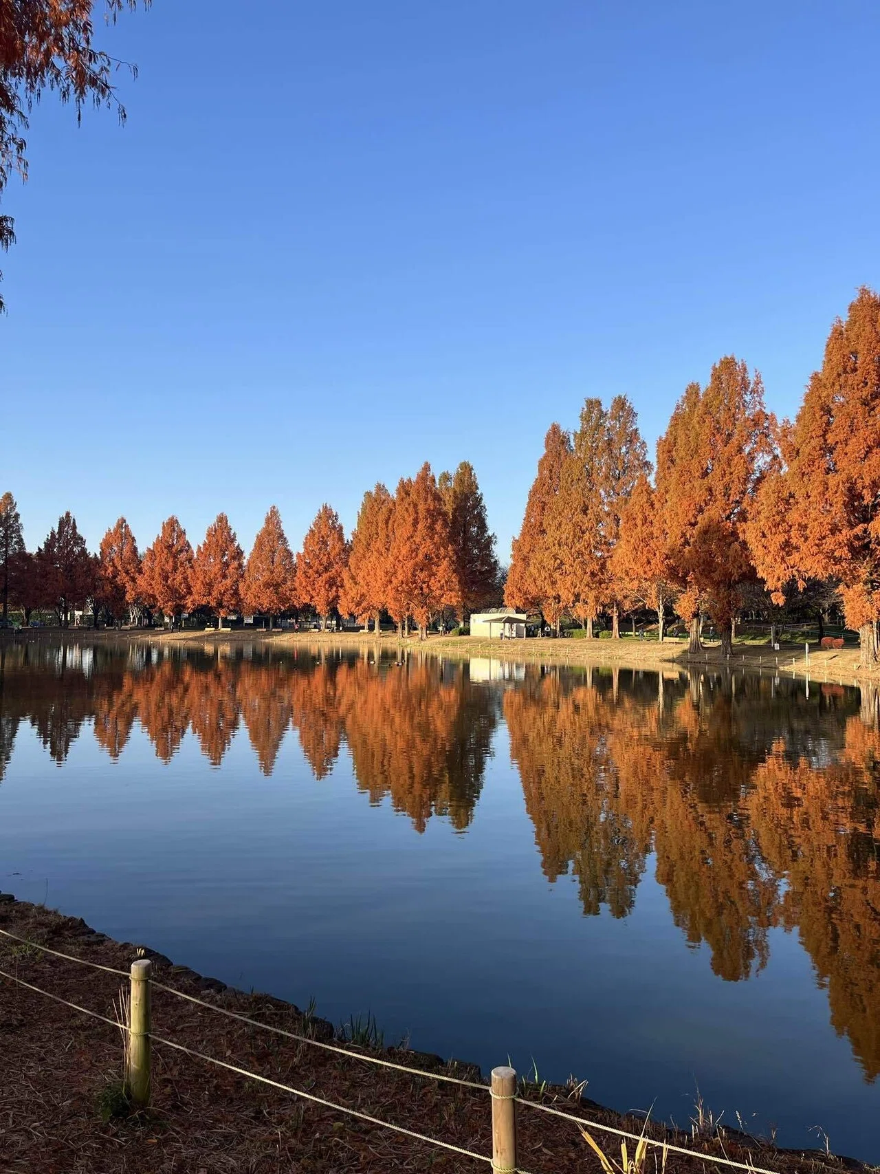 [Until I Remember the Heart of Running / Part 1] Koedo Kawagoe 10km ...