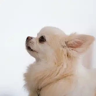 犬。
