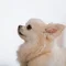 犬。