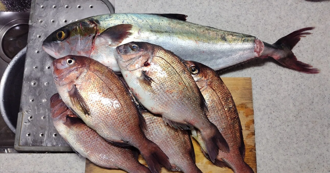 Sea Bream and Yellowtail Scraps｜すみび