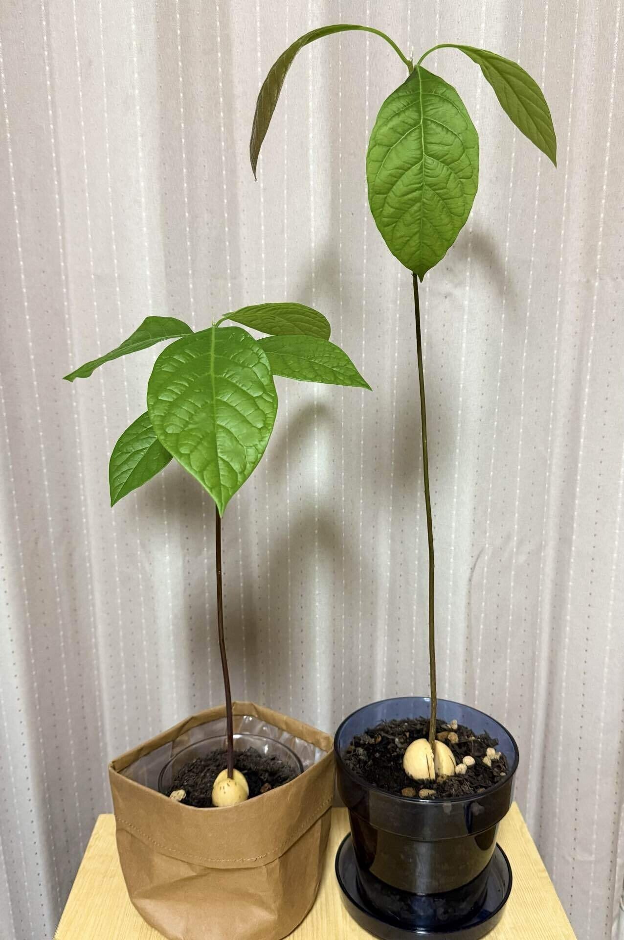 アボカドの記録2｜いちる