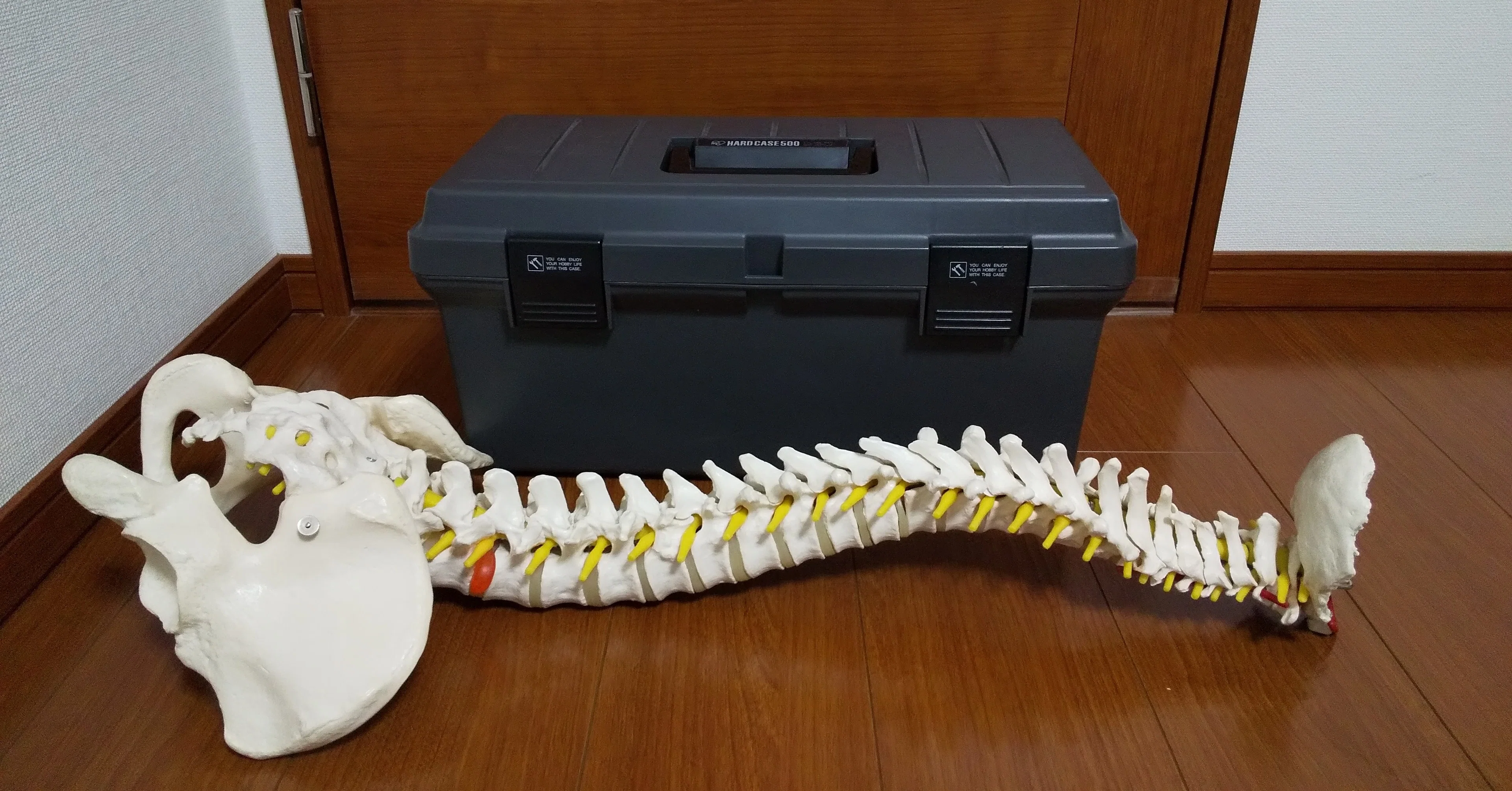 脊柱模型を修理しました｜何でも正直に言っちゃうカイロプラクター