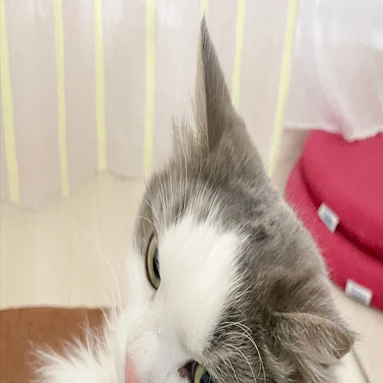 イカ耳の猫2｜みちゅねこ