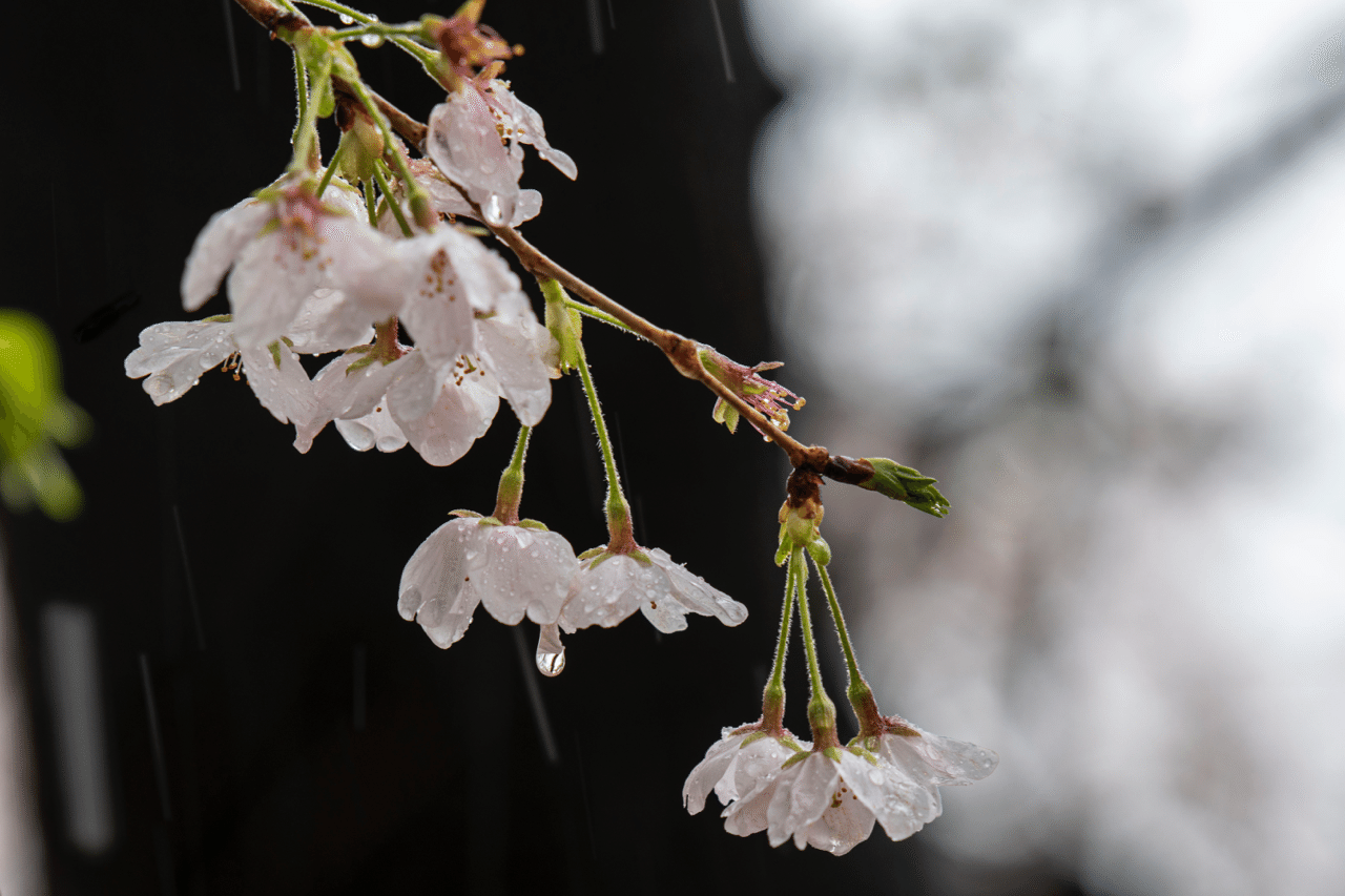 雪の桜坂 Royhoshino Note 雪の桜坂 Royhoshino Note