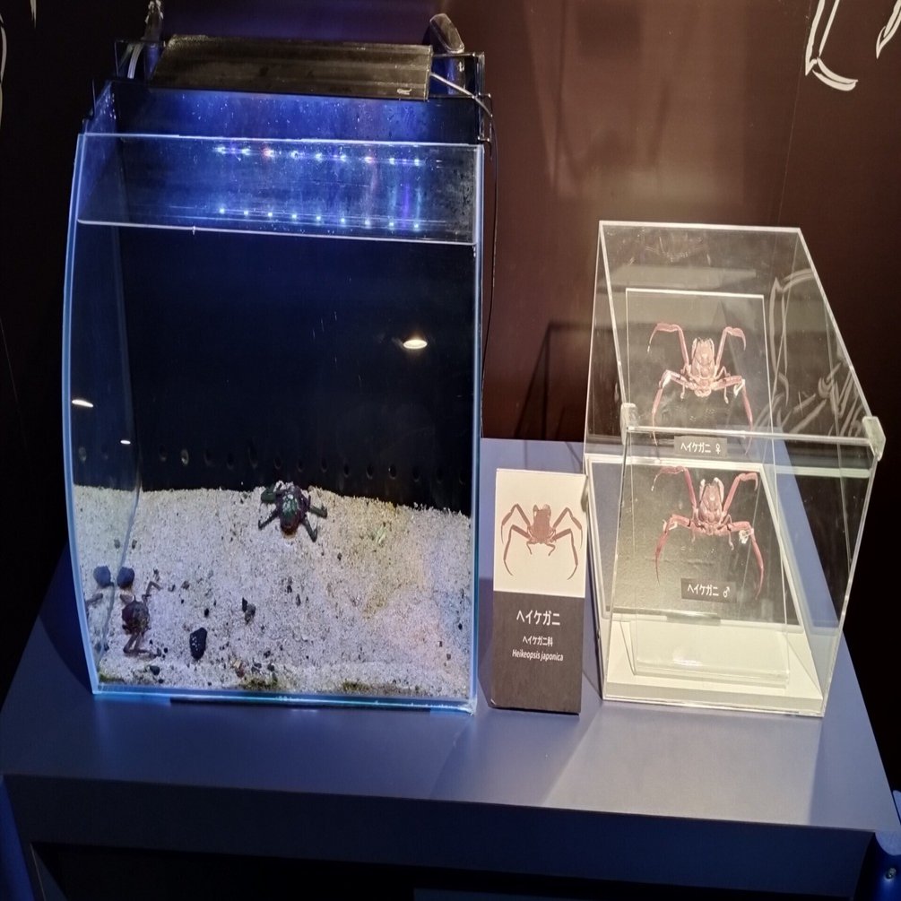 ㊗水族館デビュー！ ～海響館編～｜魚道部！/ 剥製師 力石眞弘 (ﾁｶﾗｲｼ