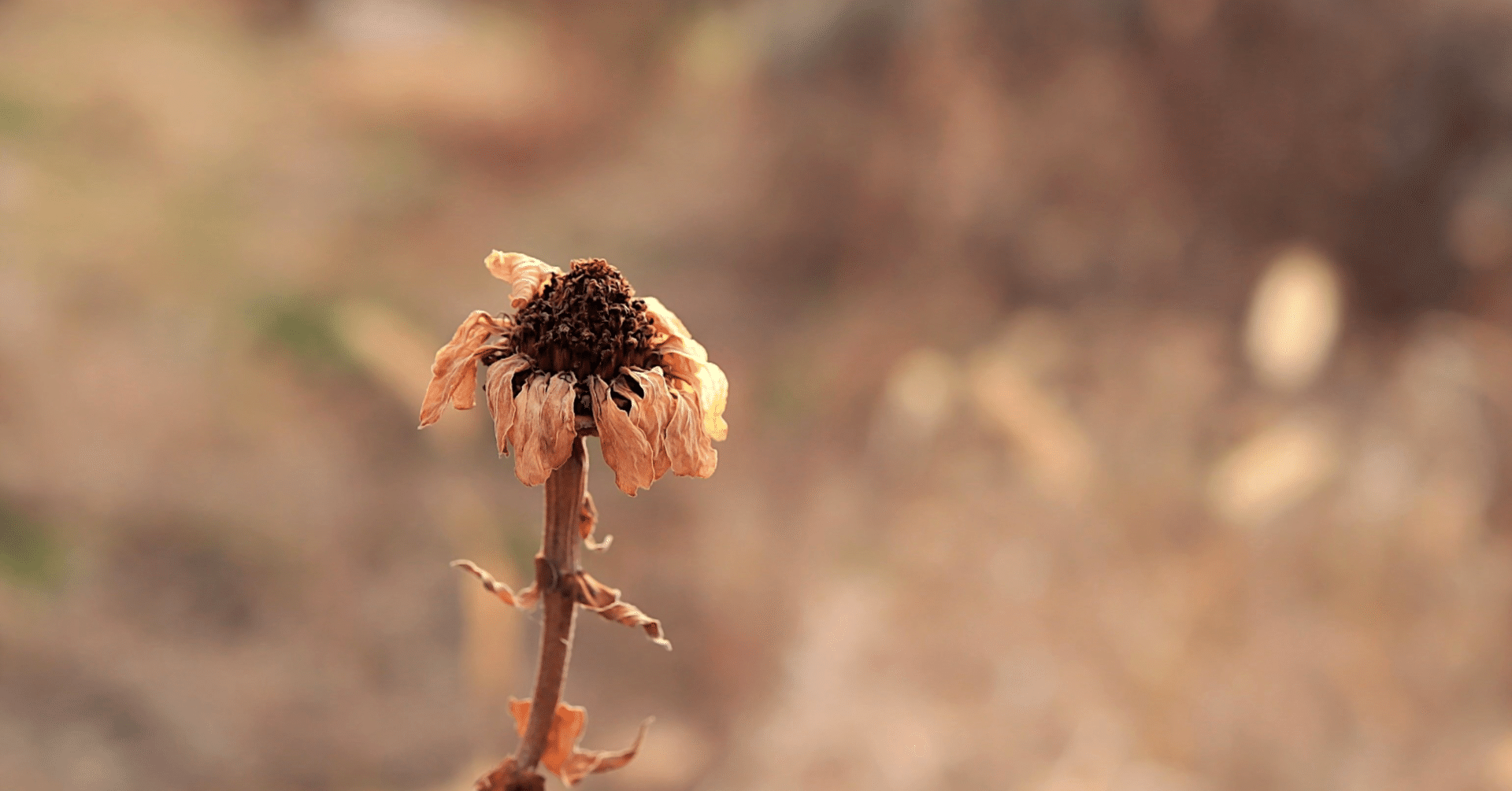 枯れていく花の姿に、美しさを見た日｜大東早織