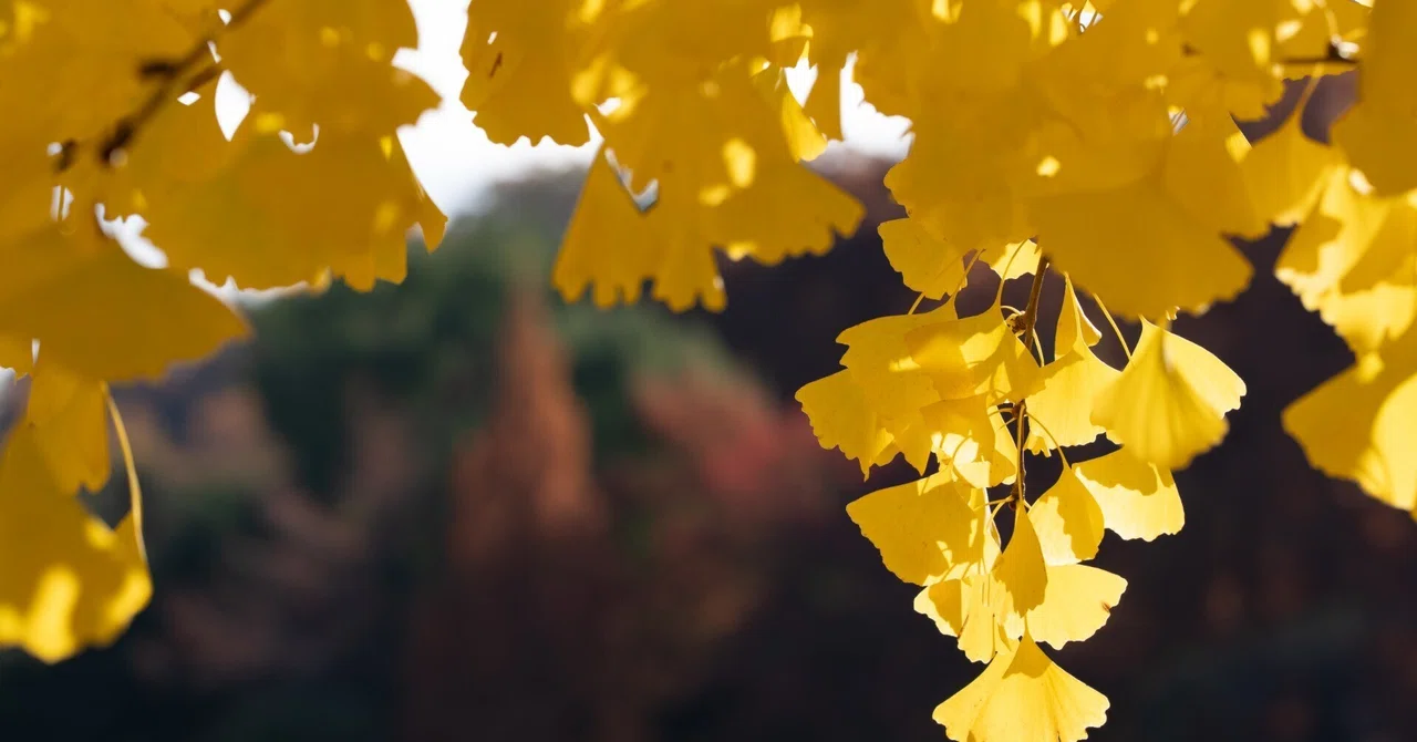 The Structure of Sensibility Told by Autumn Colors｜qualle_2025
