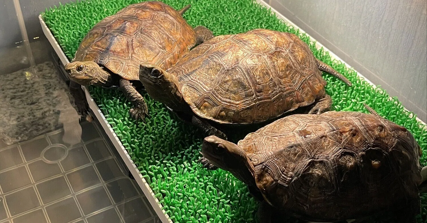 ニホンイシガメ水槽の陸地を自作したら安定感抜群だった｜Kazuya