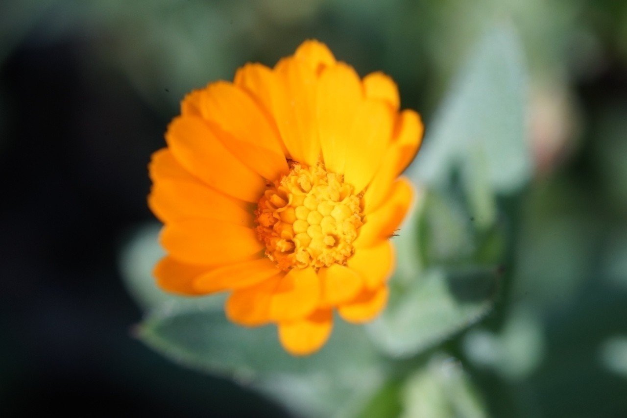 冬咲く黄色い花達 Tshimo Note