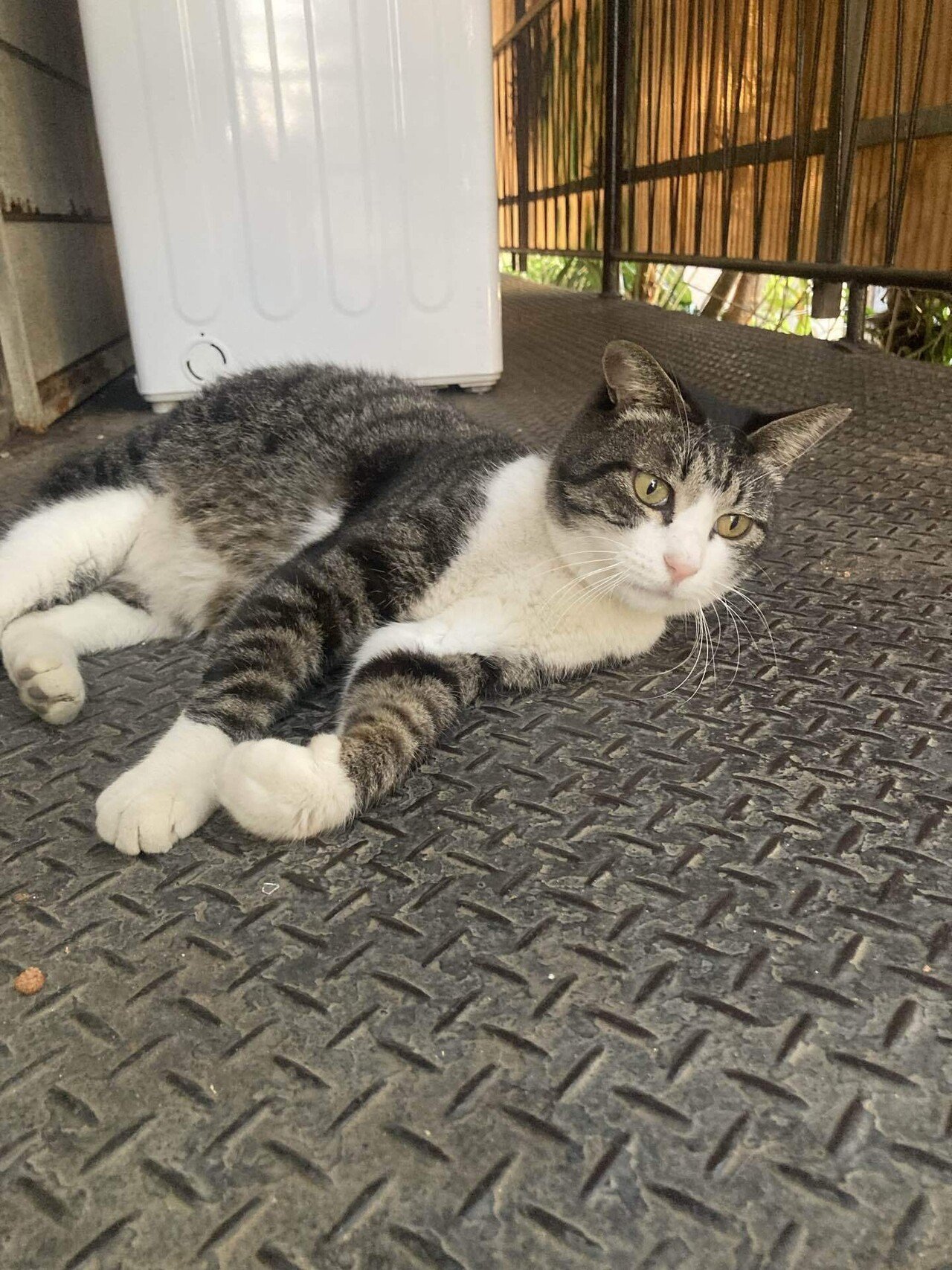 ネコ JlL&DRIES | ボクはブラッシングよりもゴハンがイイでつ😽 #ですよね