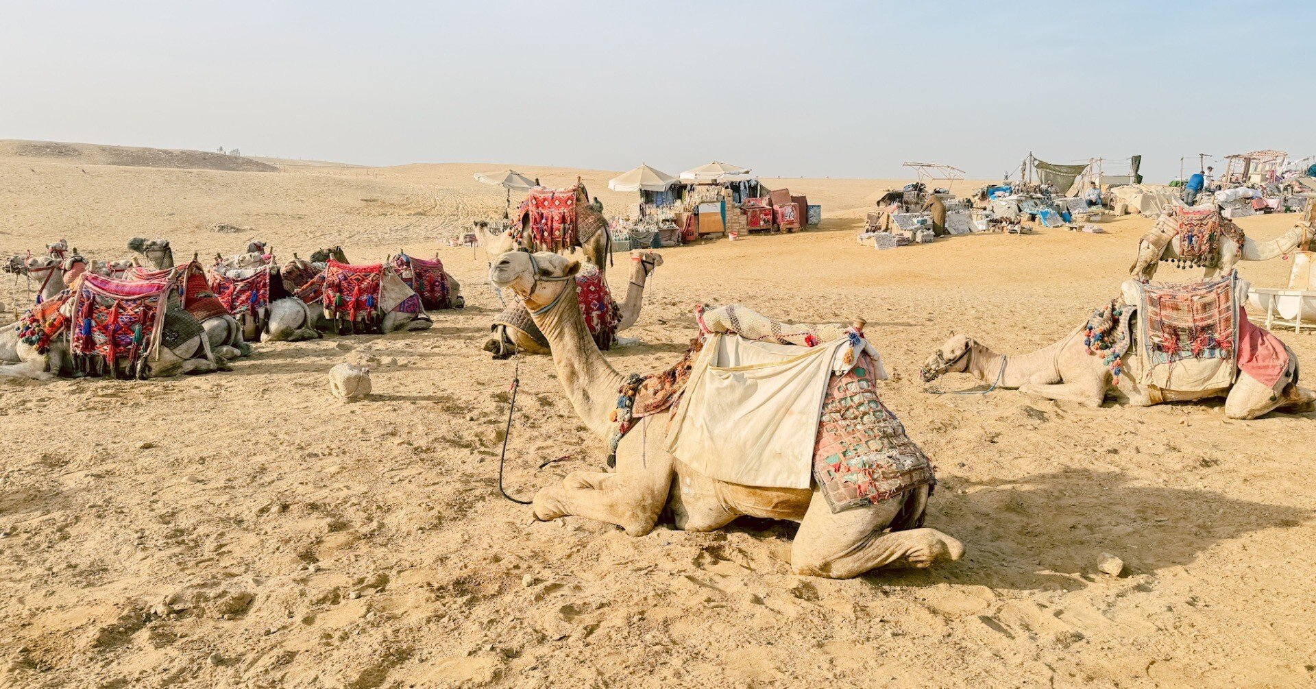 エジプト旅行記③ラクダのうえから、ピラミッド｜mayu