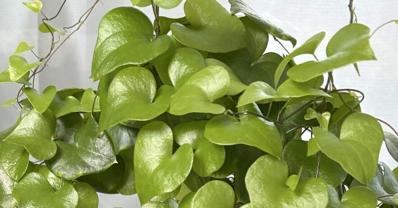 ③実生亀甲竜(2022年12月播種)｜半人前育成者