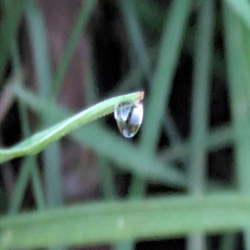 今朝の水滴｜ichiro70