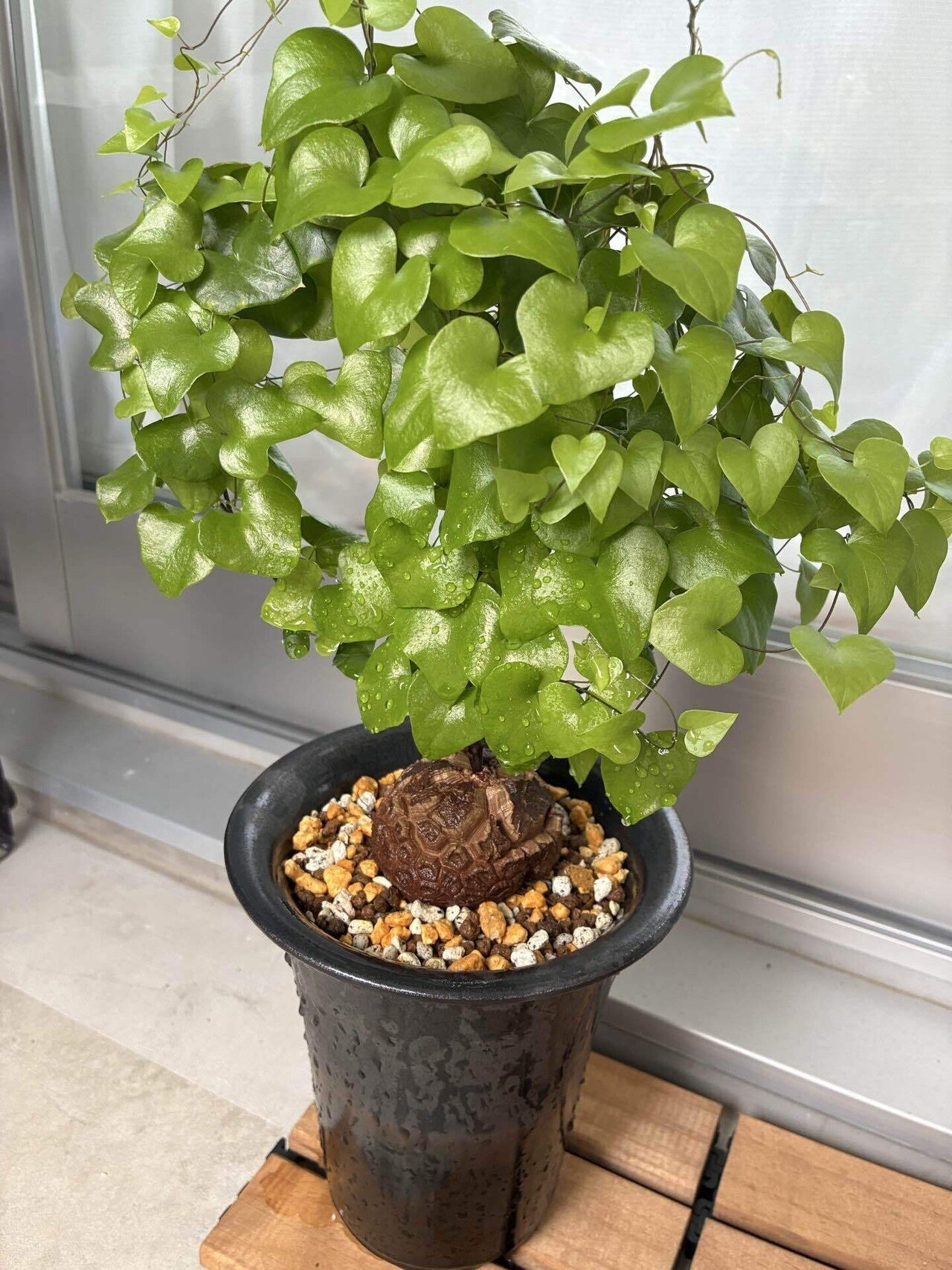 ③実生亀甲竜(2022年12月播種)｜半人前育成者