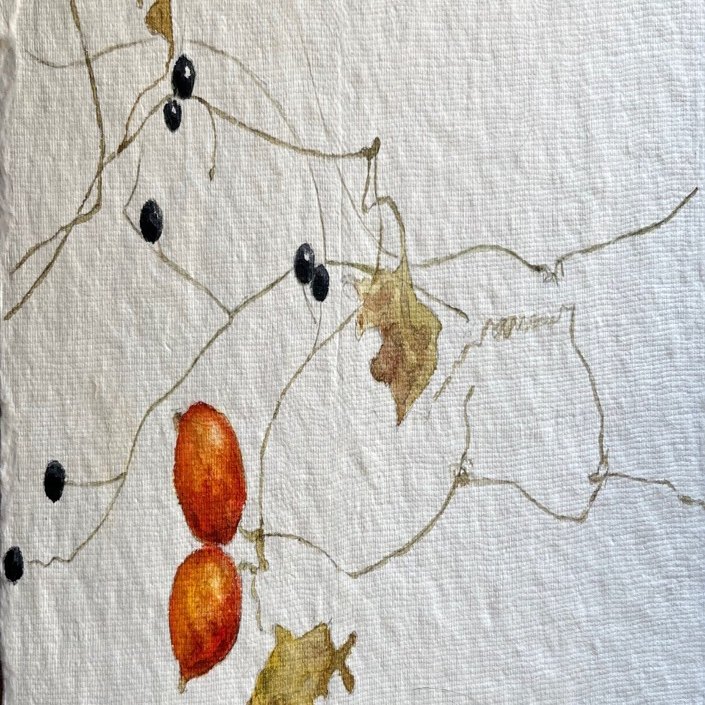 カラスウリ｜toti