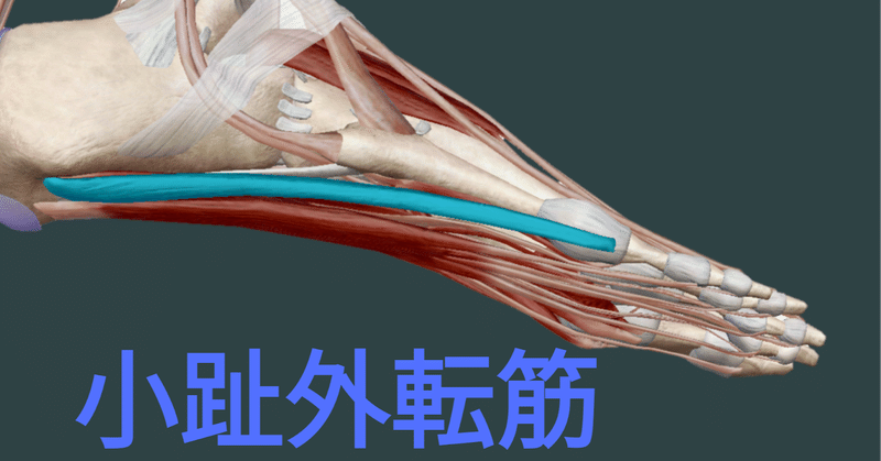 小趾外転筋 Footreflexologist Note 小趾外転筋 Footreflexologist Note