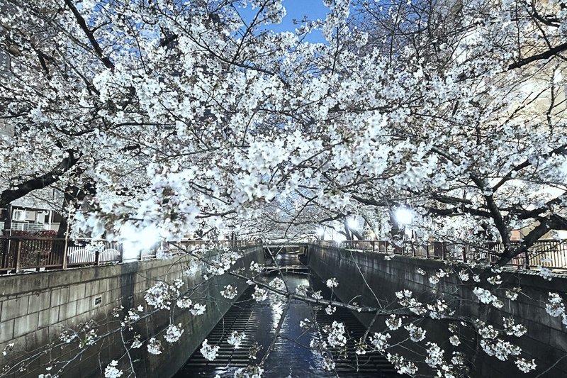 ウェザーニューズの桜サイトに騙された 目黒川スカスカの桜見物 03 24 19 00 スナップ寅さん Note ウェザーニューズの桜サイトに騙された 目黒川スカスカの桜見物 03 24 19 00 スナップ寅さん Note
