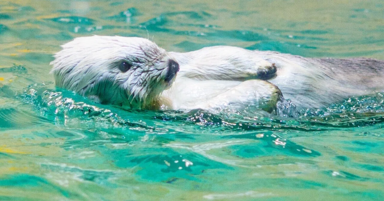 ラッコの『メイちゃん』と『キラちゃん』に会いに鳥羽水族館へ行く｜山