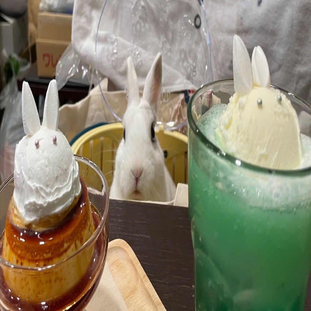 うさぎ好きの聖地巡礼 その1 - 白兎珈琲店さん（東京・高井戸