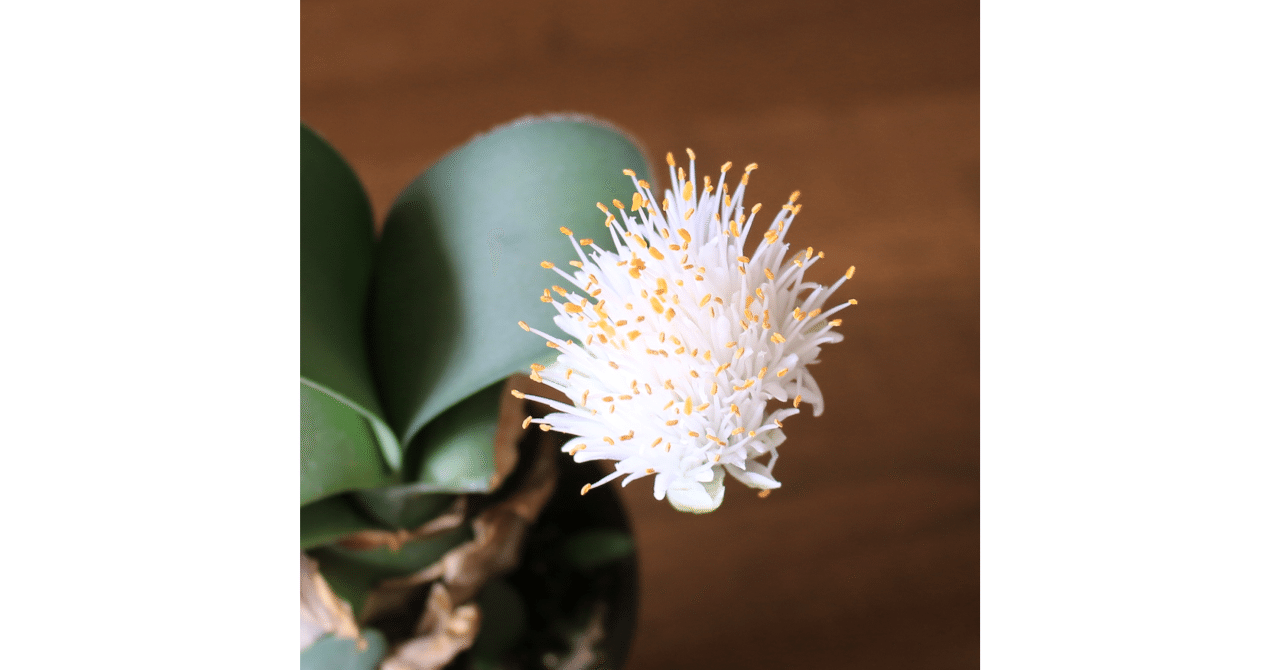 マユハケオモトが咲きました！｜かごや