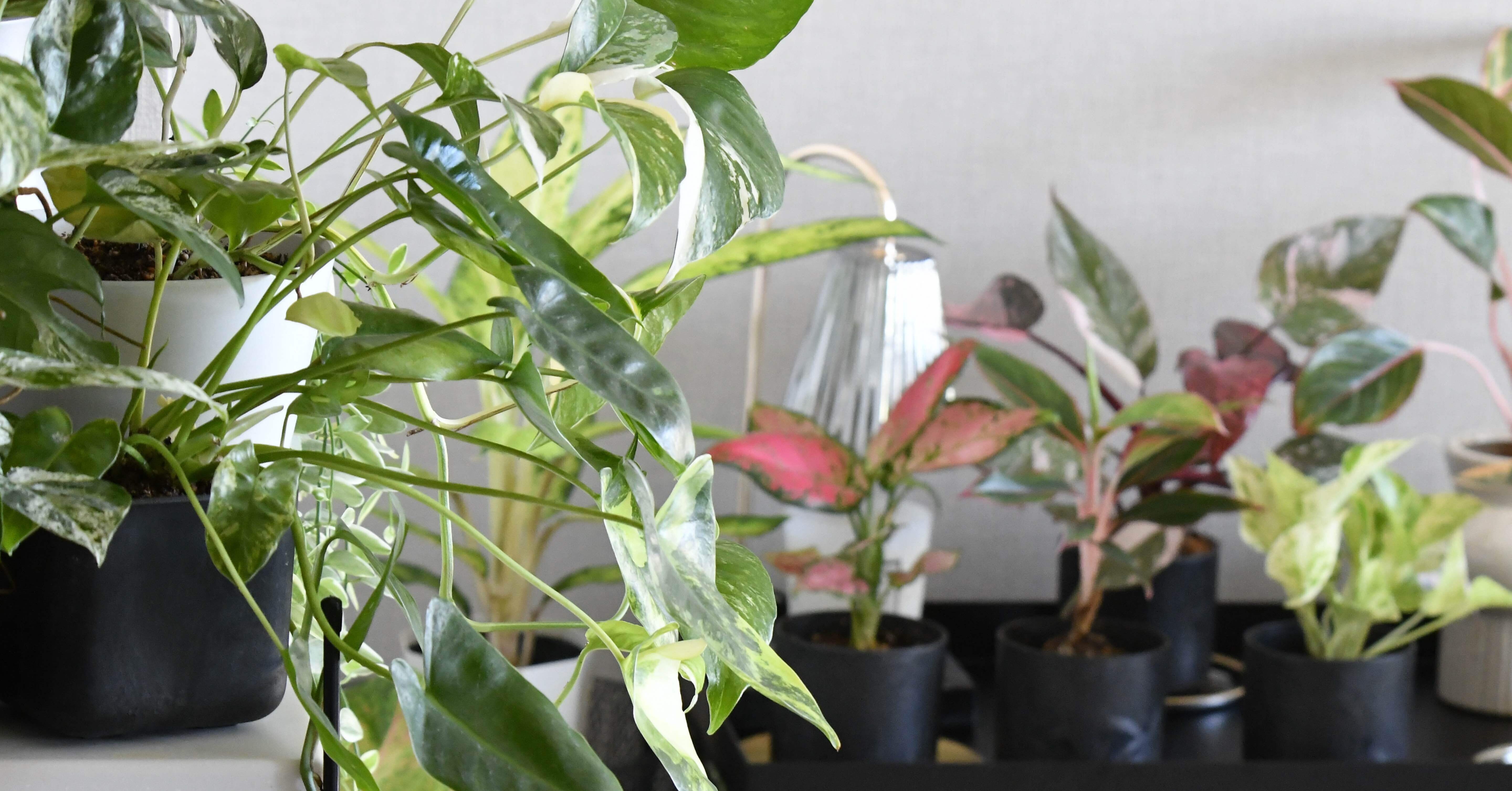 観葉植物等　一括譲渡 自分好みの樹形に）株立ドウダンツツジ 【オンリーワングリーン 観葉