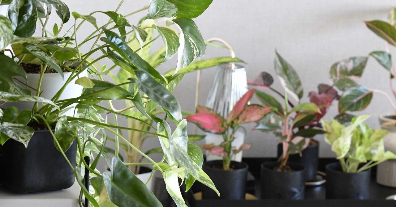 観葉植物コレクション7️⃣｜45歳からの一人暮らし with 観葉植物 〻